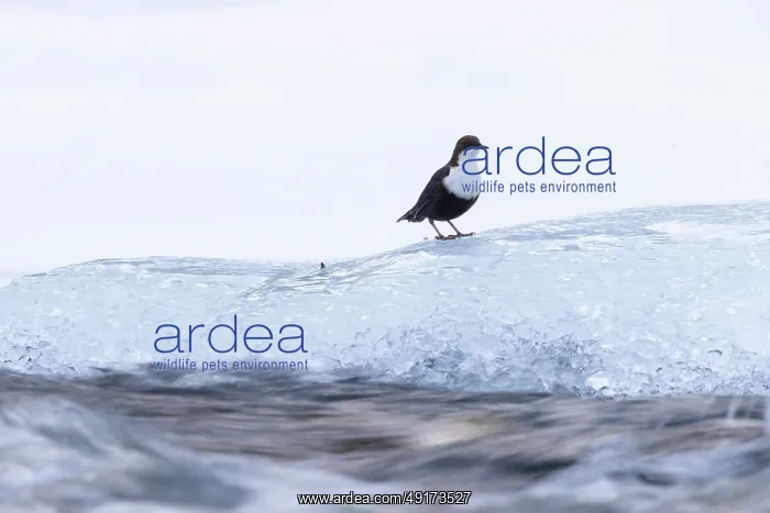 : European Dipper ice : European Dipper ice