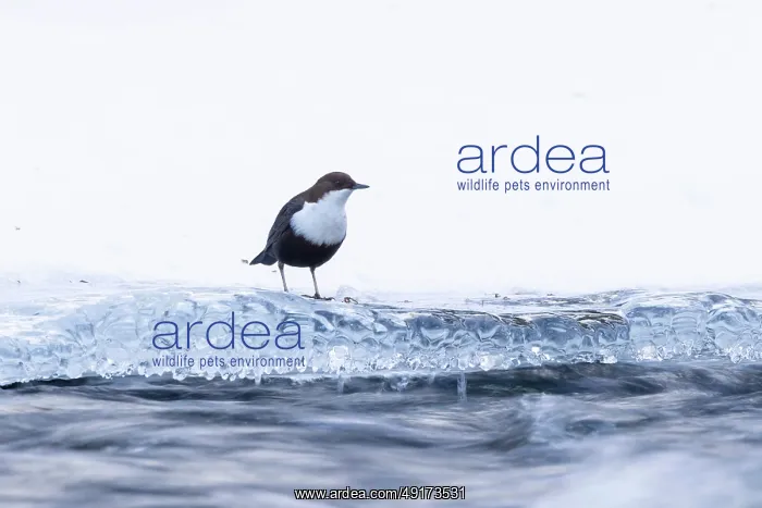 : European Dipper ice : European Dipper ice