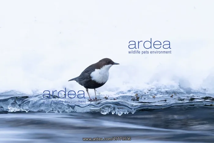 : European Dipper ice : European Dipper ice