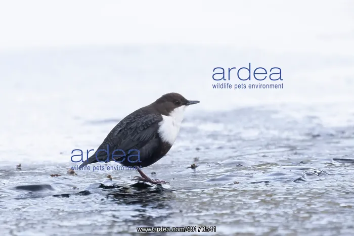 : European Dipper ice : European Dipper ice