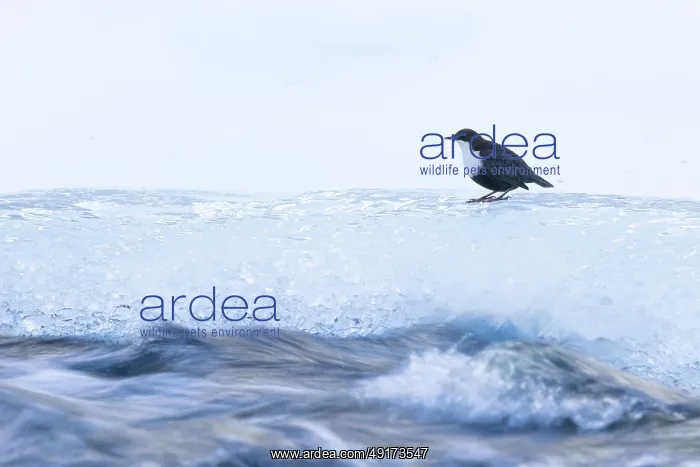 : European Dipper ice : European Dipper ice
