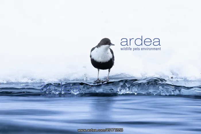 : European Dipper ice : European Dipper ice