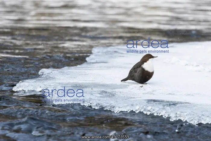  : European Dipper ice