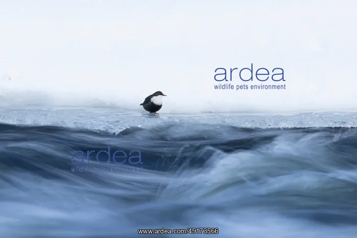 : European Dipper ice : European Dipper ice
