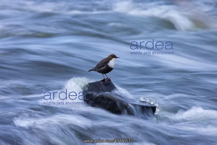 : European Dipper ice : European Dipper ice