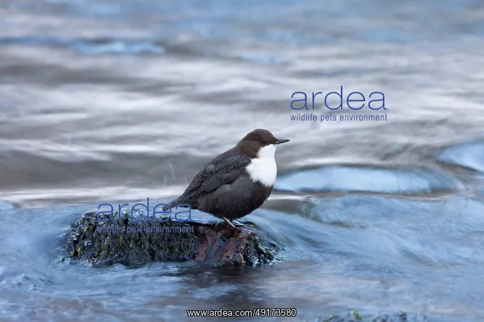 : European Dipper ice : European Dipper ice