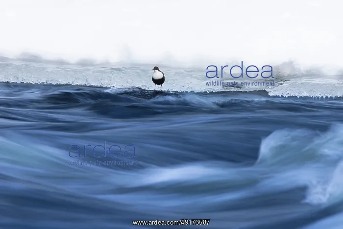 : European Dipper ice : European Dipper ice