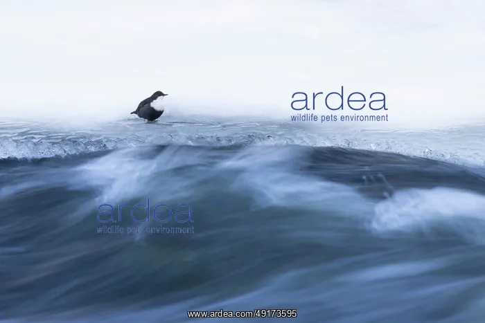: European Dipper ice : European Dipper ice
