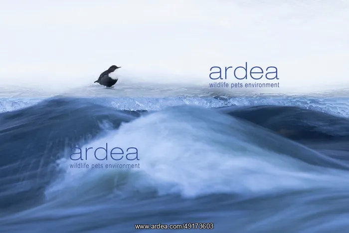 : European Dipper ice : European Dipper ice