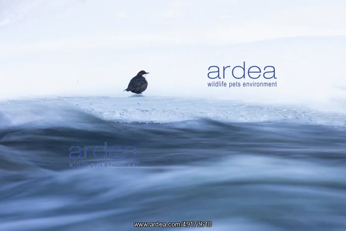 : European Dipper ice : European Dipper ice