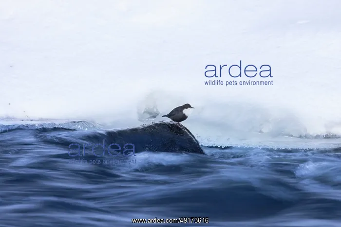 : European Dipper ice : European Dipper ice