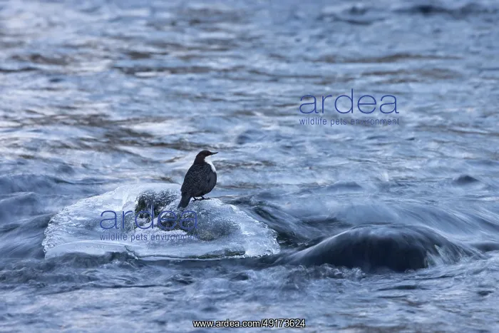 : European Dipper ice : European Dipper ice