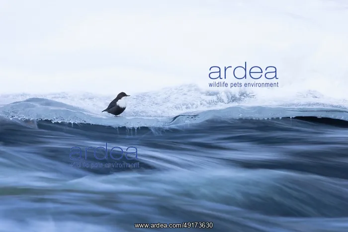 : European Dipper ice : European Dipper ice