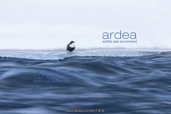 : European Dipper ice : European Dipper ice