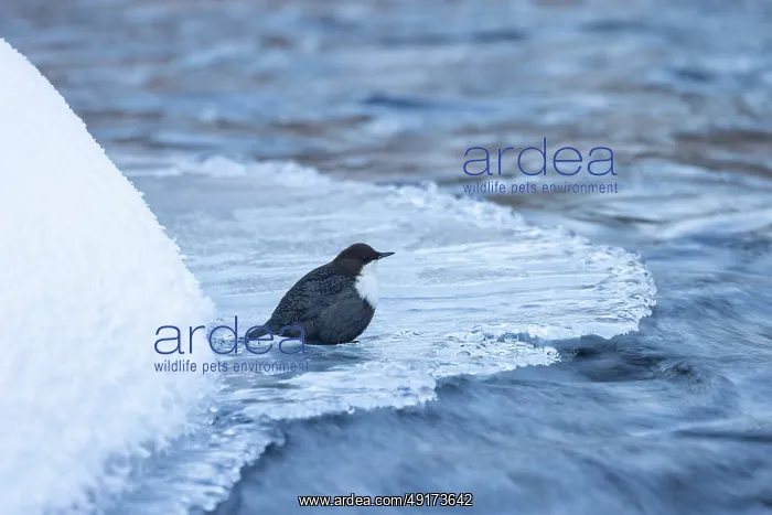 : European Dipper ice : European Dipper ice
