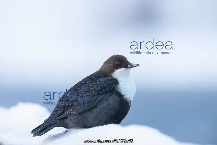 : European Dipper ice : European Dipper ice