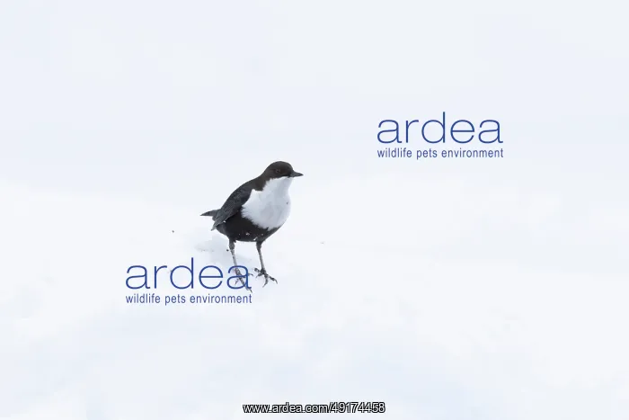 : European Dipper ice : European Dipper ice