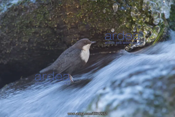 : European Dippouer - adult bird - Germany : European Dippouer - adult bird - Germany