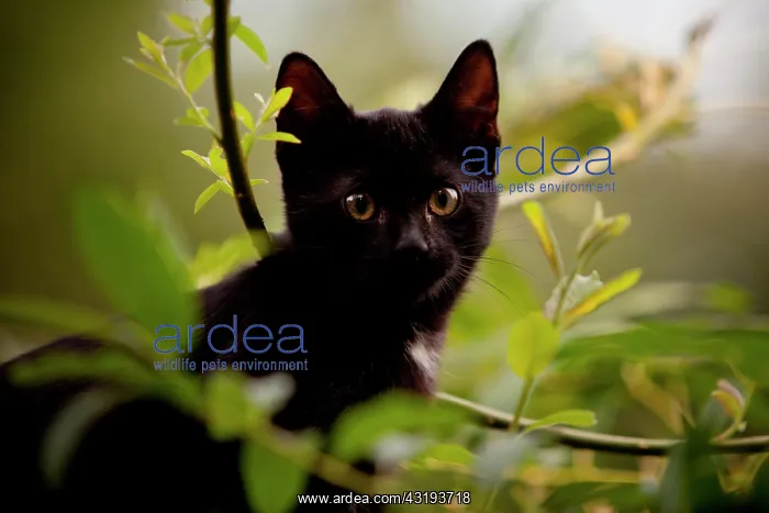 : European domestic cat, kitten, black, about 3 months : European domestic cat, kitten, black, about 3 months