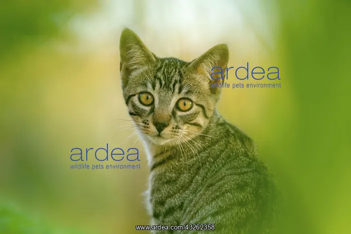 : European domestic cat, portrait, brown-black tabby : European domestic cat, portrait, brown-black tabby