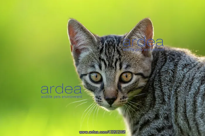 : European domestic cat, portrait, brown-black tabby : European domestic cat, portrait, brown-black tabby