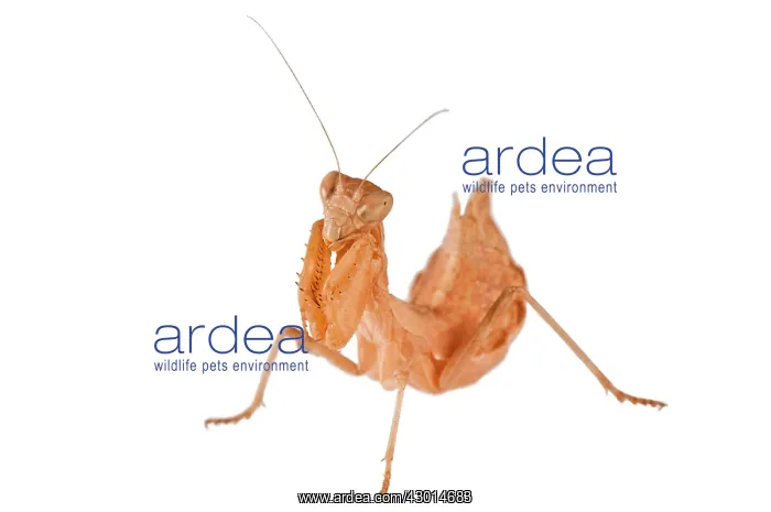  : European Dwarf Mantis on white background