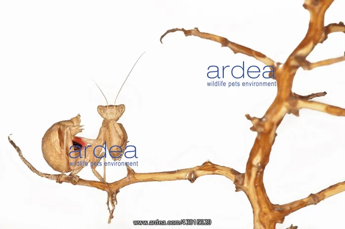 : European Dwarf Mantis on white background : European Dwarf Mantis on white background