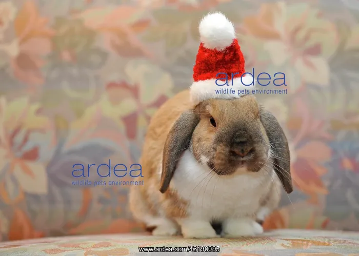 : European Dwarf Rabbit (Oryctolagus cuniculus) wearing : European Dwarf Rabbit (Oryctolagus cuniculus) wearing