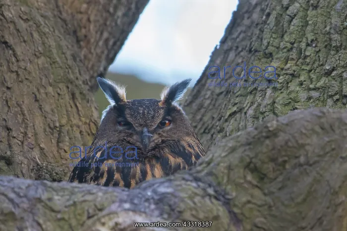 : European Eagle Owl - breeding female in nest in : European Eagle Owl - breeding female in nest in