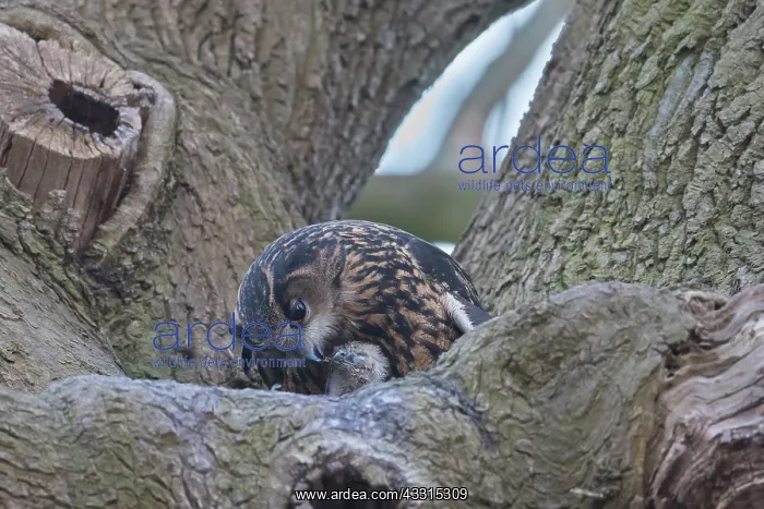 : European Eagle Owl - female feeding owlets in nest : European Eagle Owl - female feeding owlets in nest
