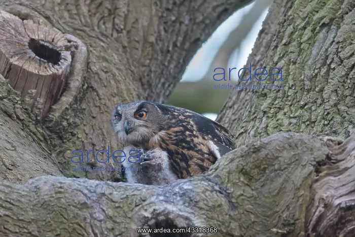 : European Eagle Owl - female feeding owlets in nest : European Eagle Owl - female feeding owlets in nest