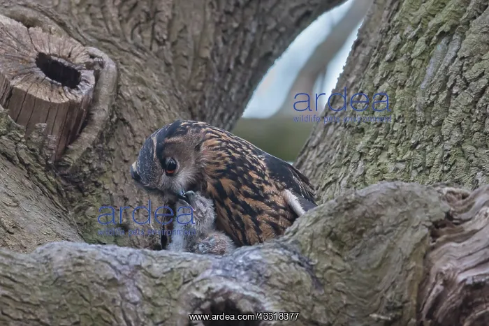 : European Eagle Owl - female feeding owlets in nest : European Eagle Owl - female feeding owlets in nest