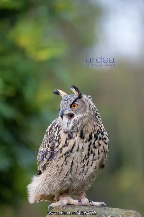 : European Eagle Owl - single adult calling from a stone post : European Eagle Owl - single adult calling from a stone post