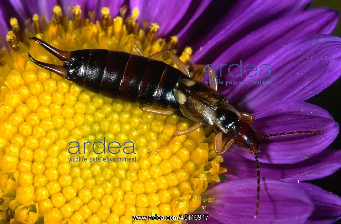 : European Earwig : European Earwig