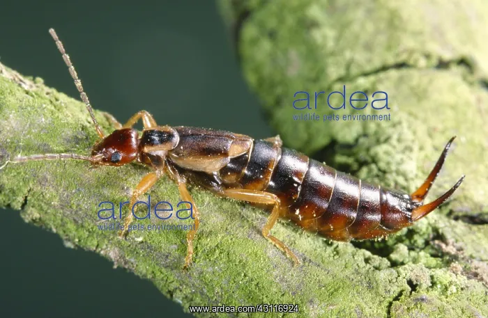 : European Earwig : European Earwig