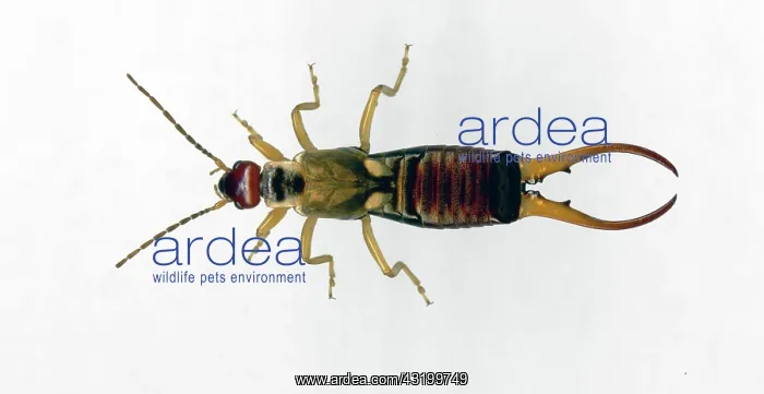 : European Earwig : European Earwig