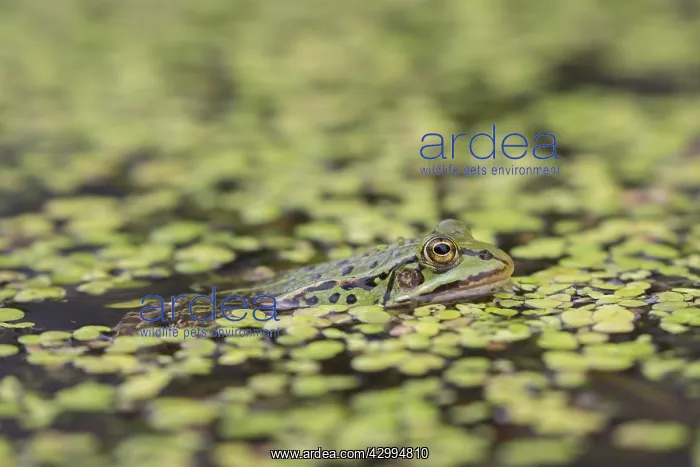 : European Edible Frog - adult frog in pond among : European Edible Frog - adult frog in pond among