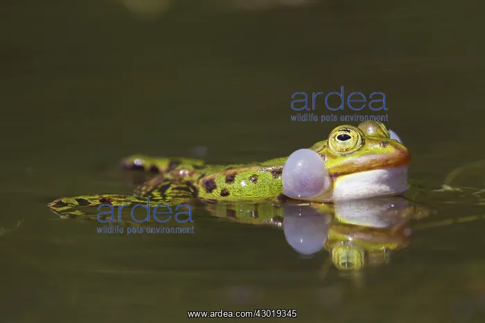 : European Edible Frog calling frog in water : European Edible Frog calling frog in water