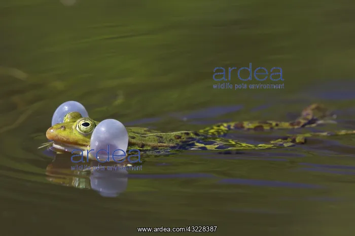 : European Edible Frog calling frog in water : European Edible Frog calling frog in water