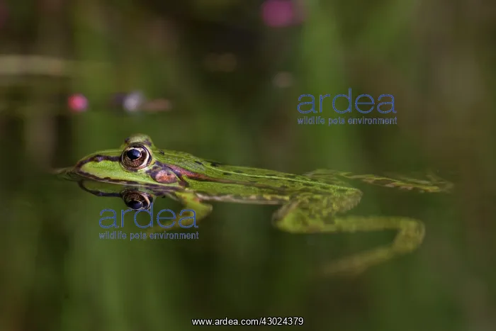 : European Edible Frog European Edible Frog frog in water : European Edible Frog European Edible Frog frog in water