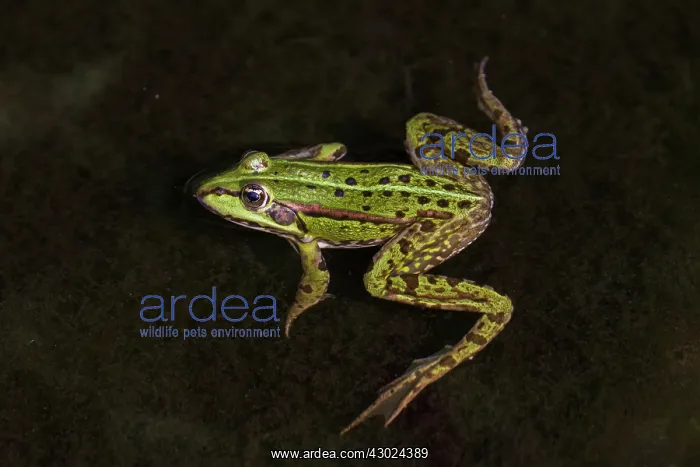 : European Edible Frog European Edible Frog frog in water : European Edible Frog European Edible Frog frog in water