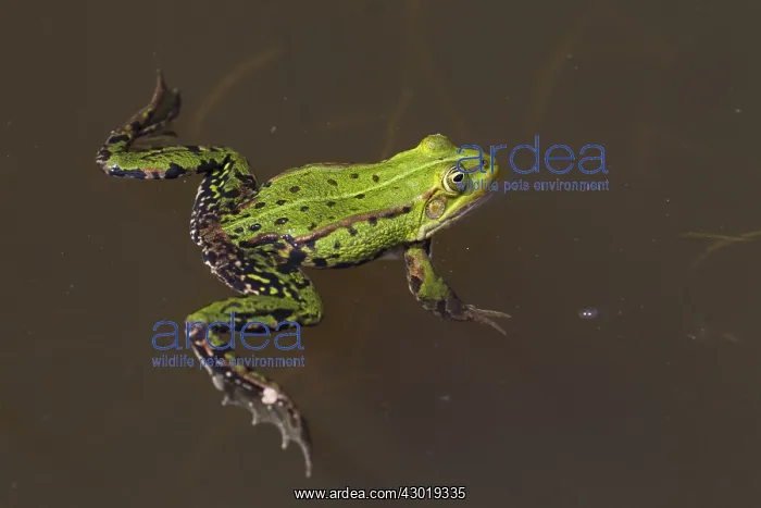 : European Edible Frog frog drifting in water : European Edible Frog frog drifting in water