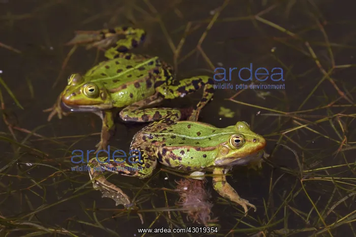  : European Edible Frog frogs mating