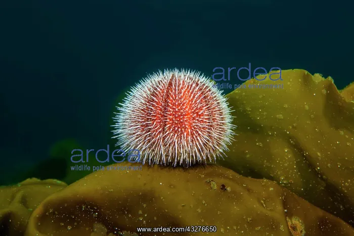 : European edible sea urchin (Echinus esculentus) : European edible sea urchin (Echinus esculentus)