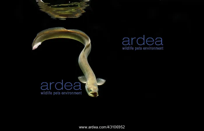 : European eel, (Anguilla anguilla), captive, France : European eel, (Anguilla anguilla), captive, France