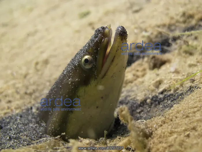 : European eel (Anguilla anguilla) looking out of : European eel (Anguilla anguilla) looking out of