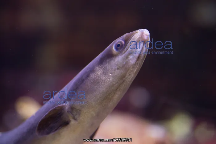 : European Eel - Portrait of adult underwater - Germany : European Eel - Portrait of adult underwater - Germany