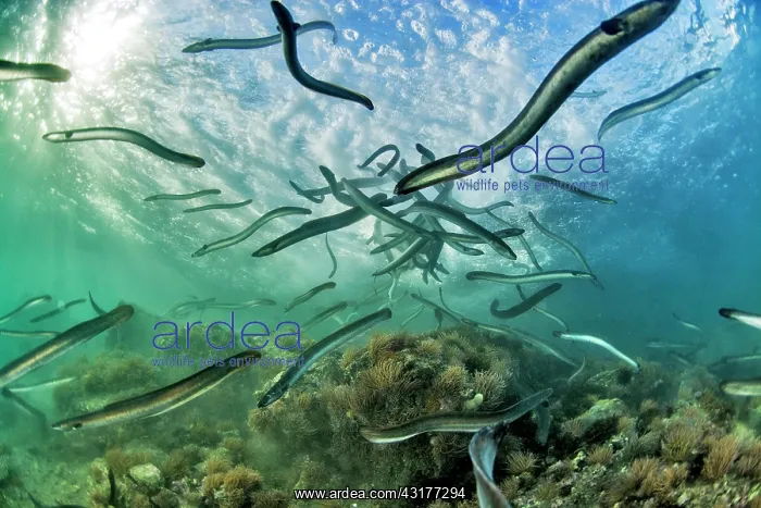 : European eels (Anguilla anguilla), Study on the : European eels (Anguilla anguilla), Study on the