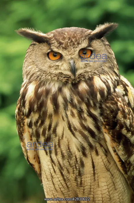 : European / Eurasian Eagle OWL : European / Eurasian Eagle OWL