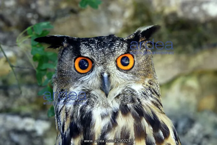 : European / Eurasian Eagle OWL : European / Eurasian Eagle OWL